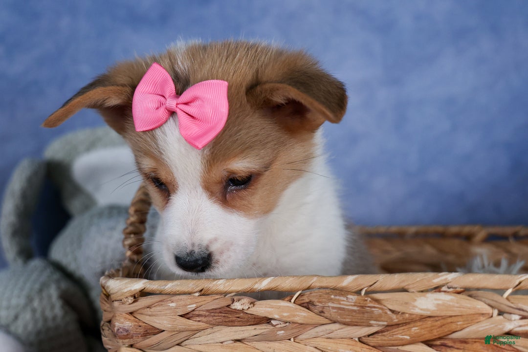 Welsh Corgi Pembroke dogs for sale: Morris - Ad 4