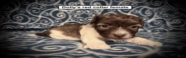 AKC Dolly's Red Collar Female