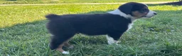 Miniature Australian Shepherd dogs for sale: Miniature Australian Shepherd Puppy 5 - Ad 2
