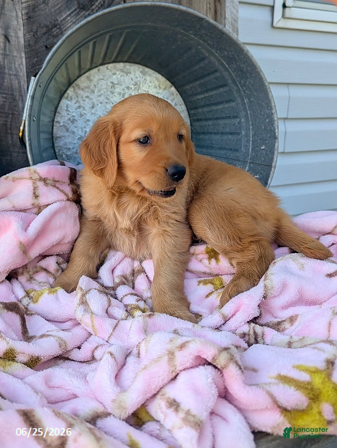 Golden Retriever dogs Sage - Ad 2