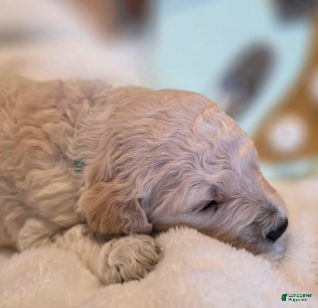 Goldendoodle dogs for sale: Louie - Ad 3