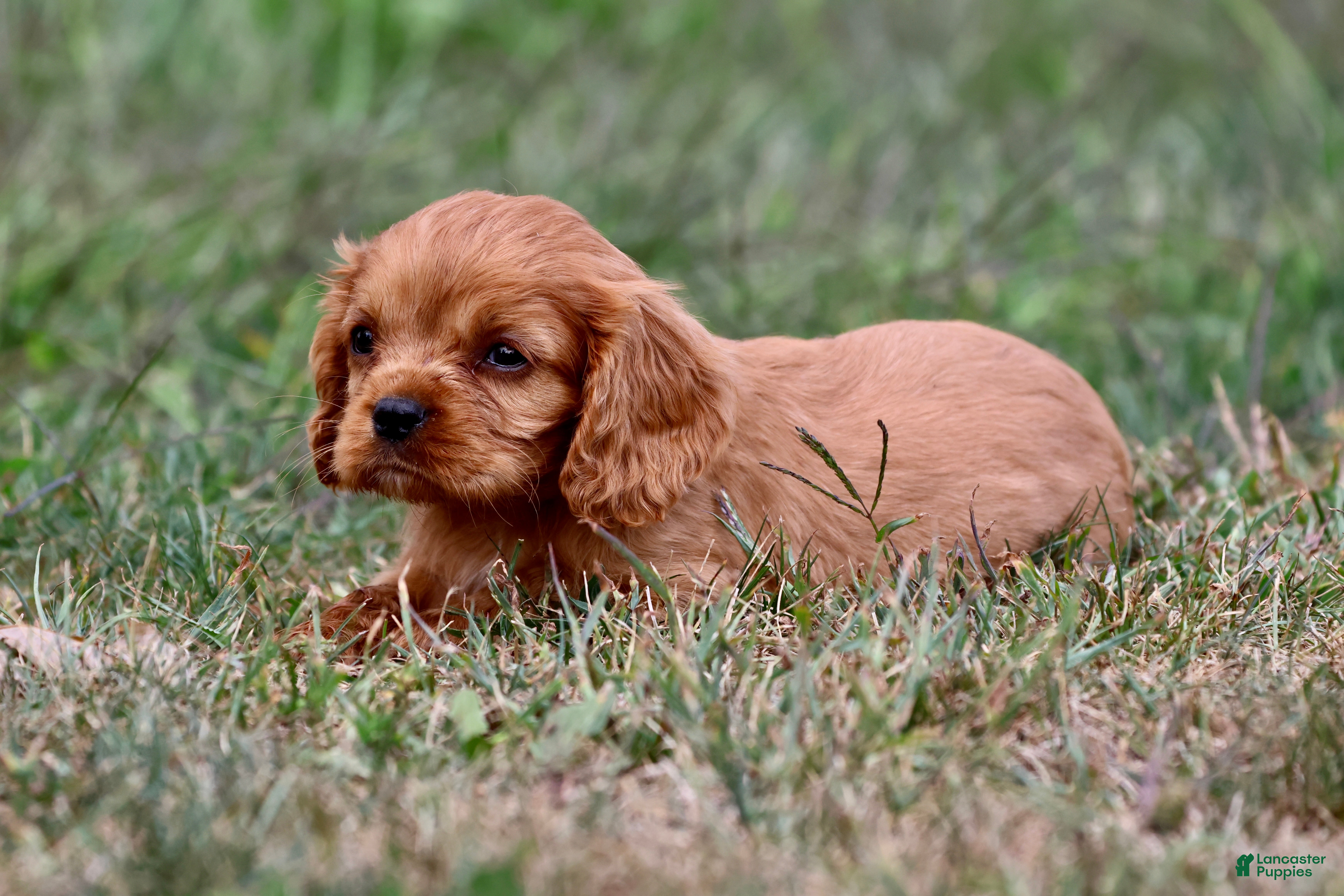 Cavalier King Charles Spaniel dogs Pemberley  - Ad 1