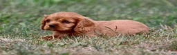 Cavalier King Charles Spaniel dogs for sale: Pemberley  - Ad 1