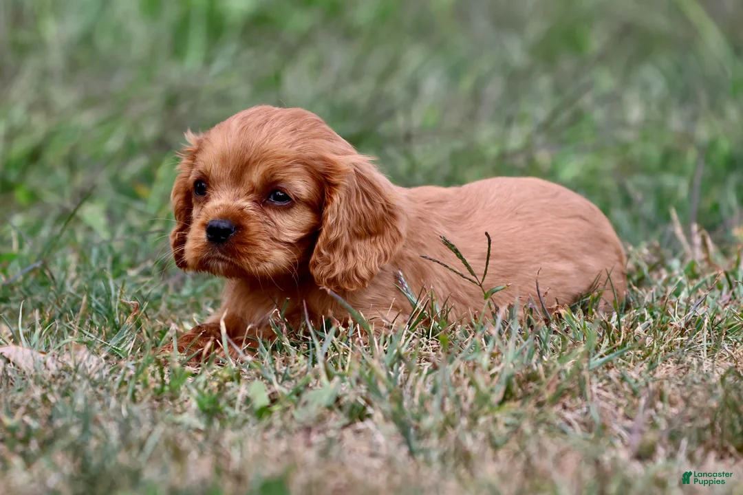 Cavalier King Charles Spaniel dogs for sale: Pemberley  - Ad 1