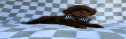 Cavapoo dogs for sale: Captain - Ad 5