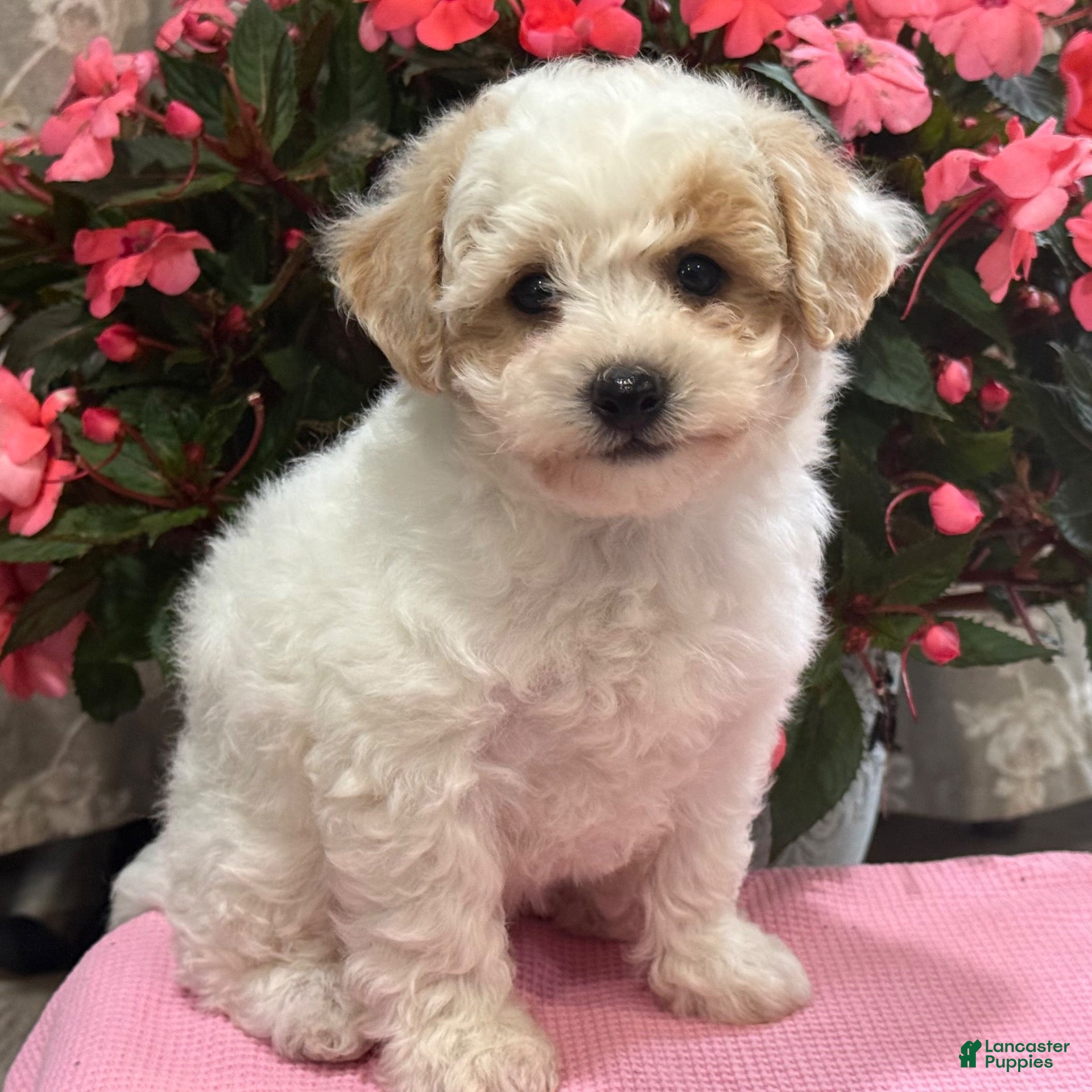 Bichpoo dogs for sale: Kristy - Ad 2