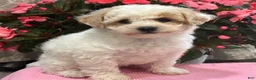 Bichpoo dogs for sale: Kristy - Ad 2