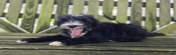 Mini Sheepadoodle dogs for sale: Smiley - Ad 4