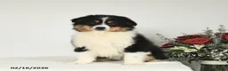 Miniature Australian Shepherd dogs for sale: Micah - Ad 3