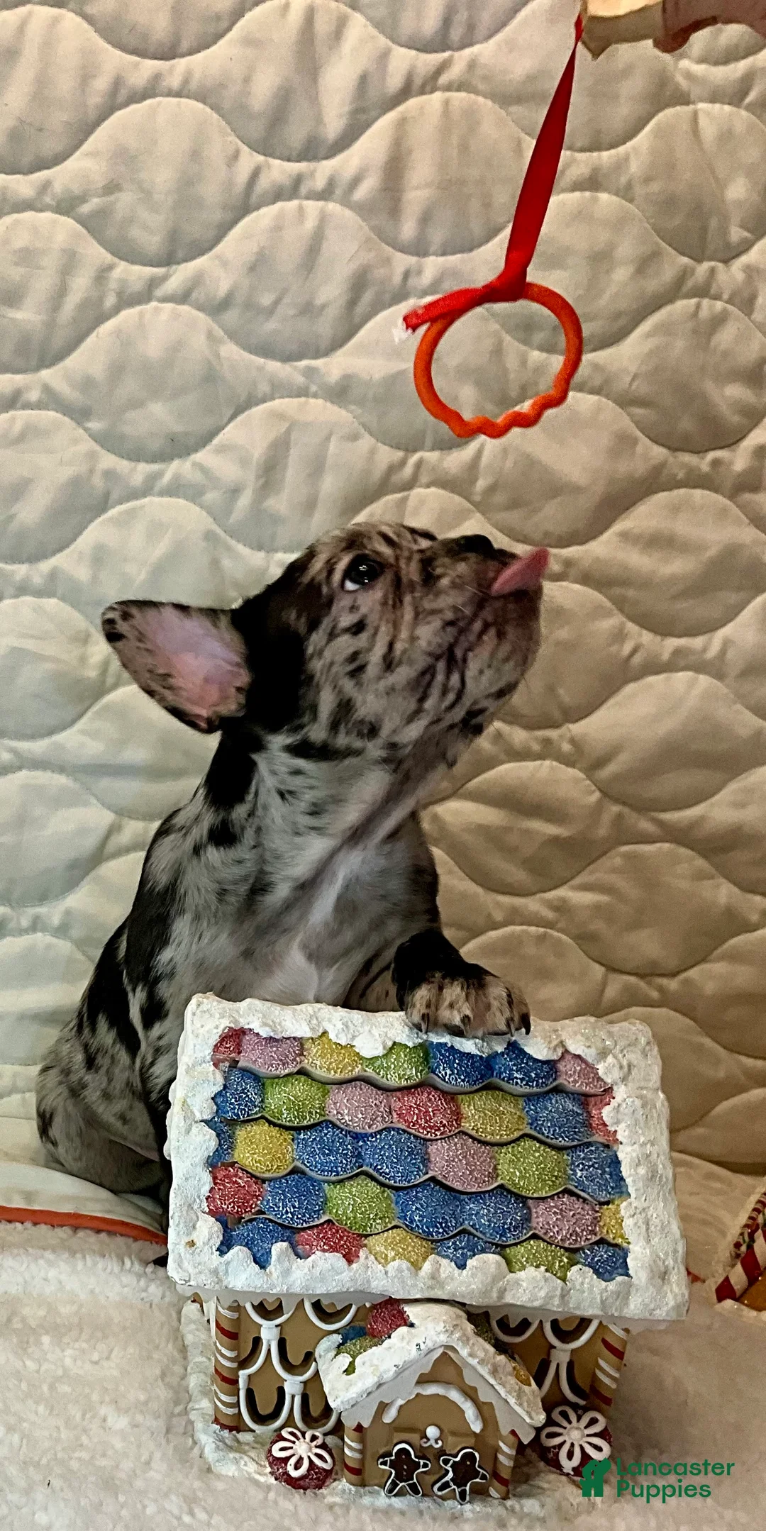 French Bulldog dogs for sale: Force  - Ad 16