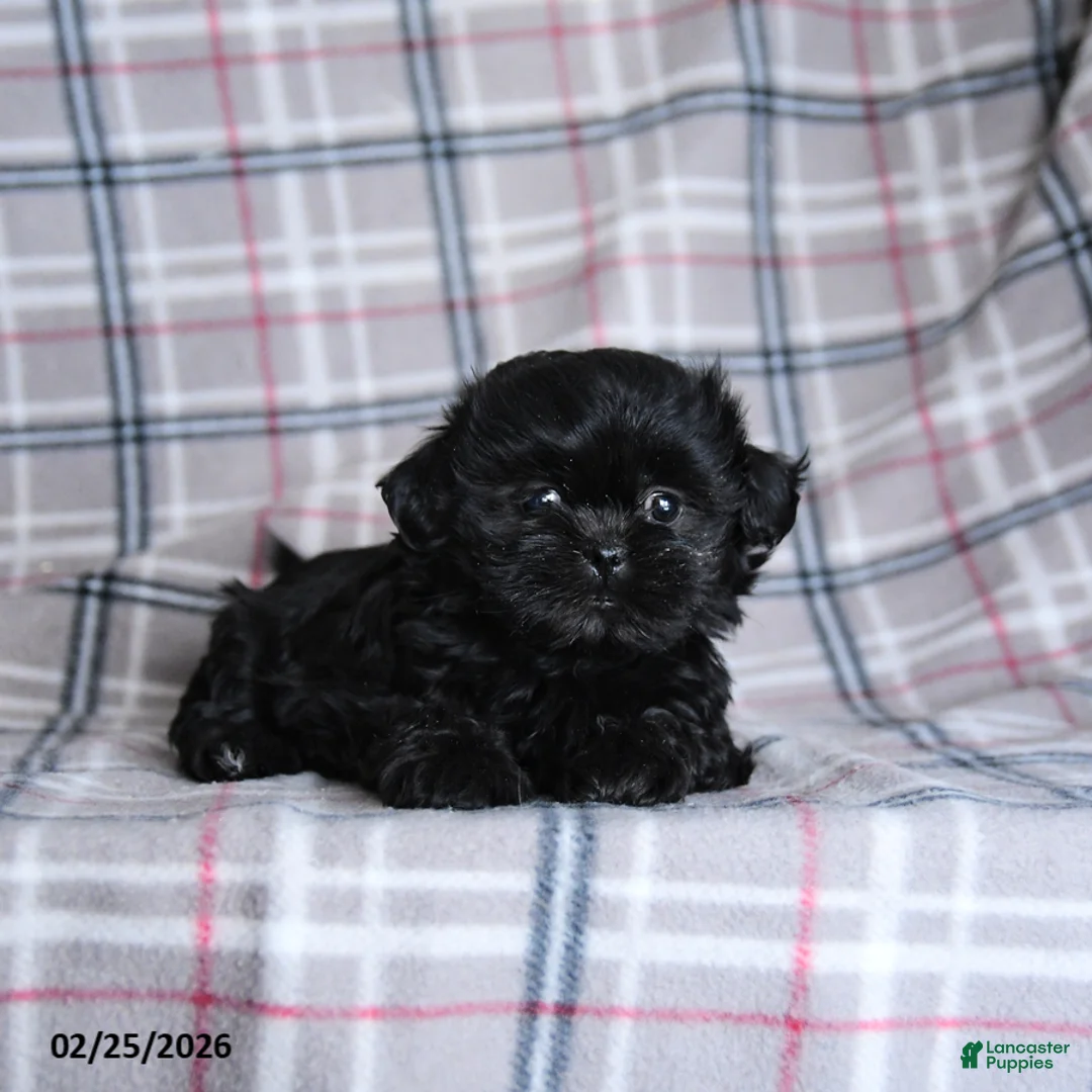 Shih Tzu dogs for sale: Keirra - Ad 5