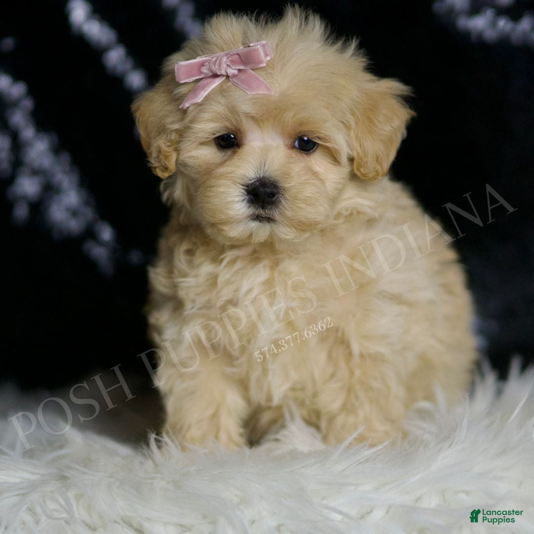 Maltipoo dogs Quinn - Ad 35