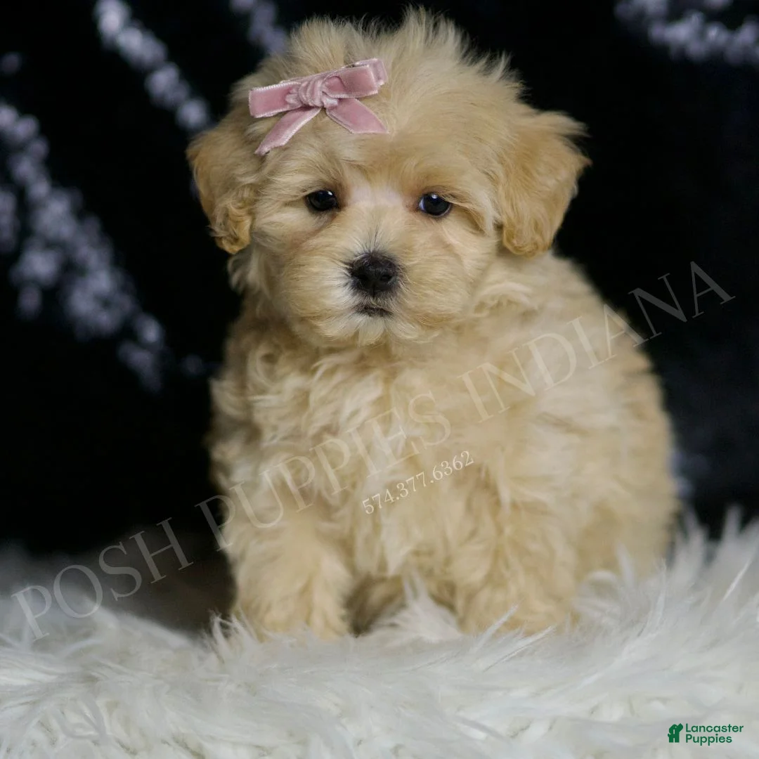 Maltipoo dogs for sale: Quinn - Ad 1