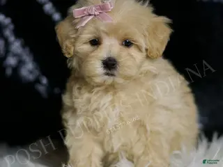 Maltipoo dogs Quinn - Ad 7