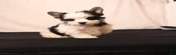 Biewer Terrier dogs for sale: Millie - Ad 5