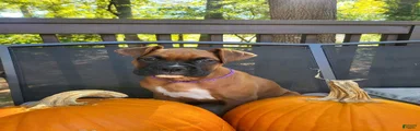 Boxer 5