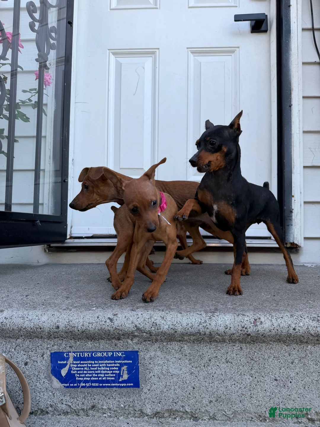 Miniature Pinscher dogs for sale: Miniature Pinscher 2 - Ad 7