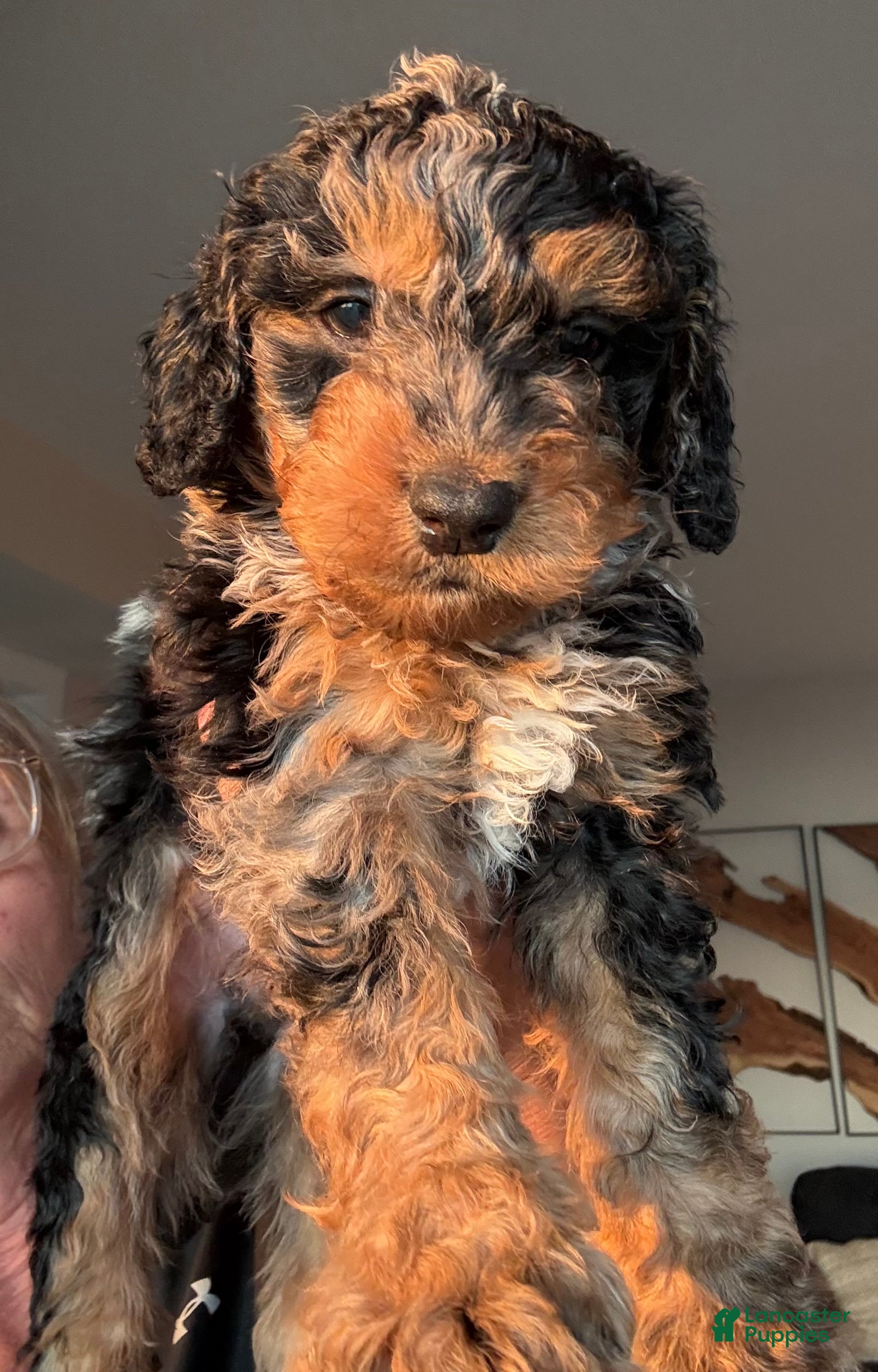 Bernedoodle dogs Mocha - Ad 32