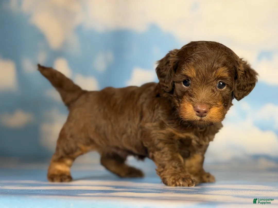 Doxiepoo dogs for sale: Hershey kiss  - Ad 10
