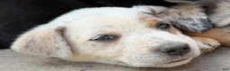 Mixed Breed dogs for sale: Bluebell  - Ad 3