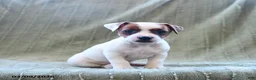 Jack Russell Terrier dogs for sale: Willow - Ad 1
