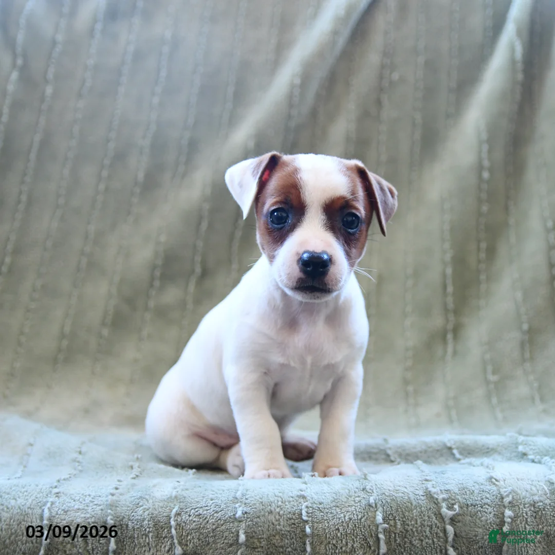 Jack Russell Terrier dogs for sale: Willow - Ad 1