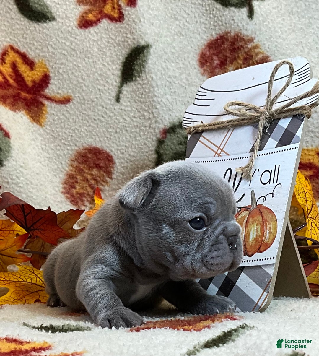 French Bulldog dogs for sale: River  - Ad 23