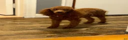 Toy Poodle dogs for sale: Cici - Ad 8