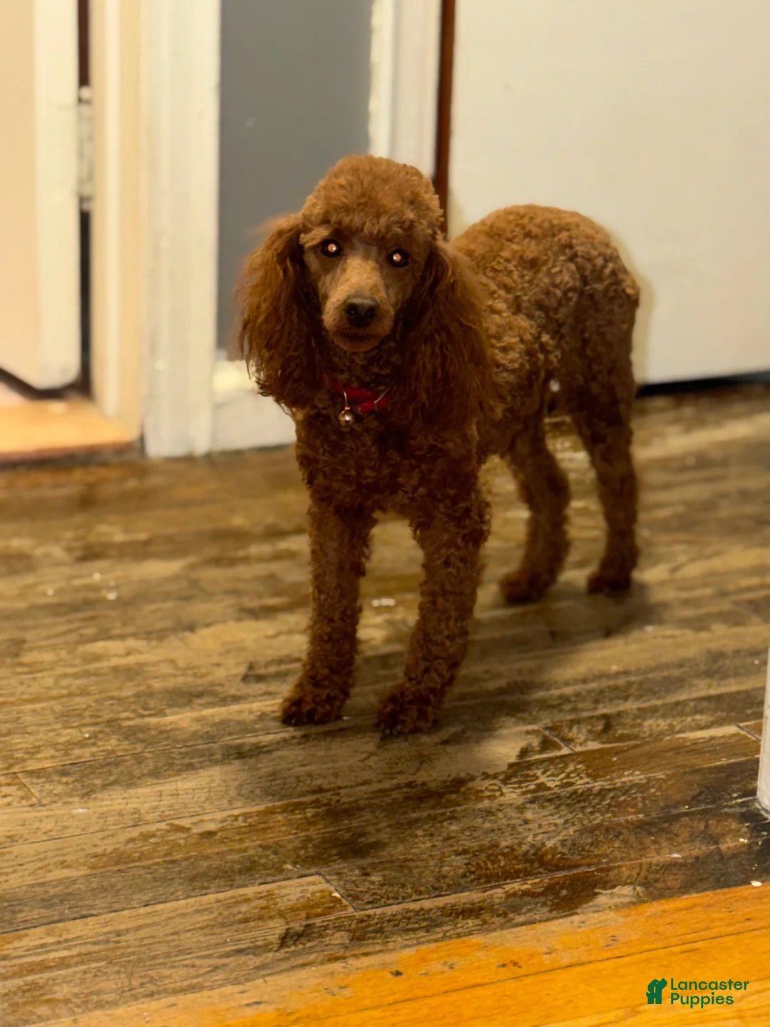 Toy Poodle dogs for sale: Cici - Ad 8