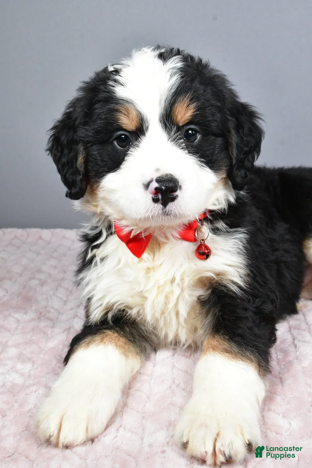 Mini Bernedoodle dogs for sale: Bubba - Ad 6