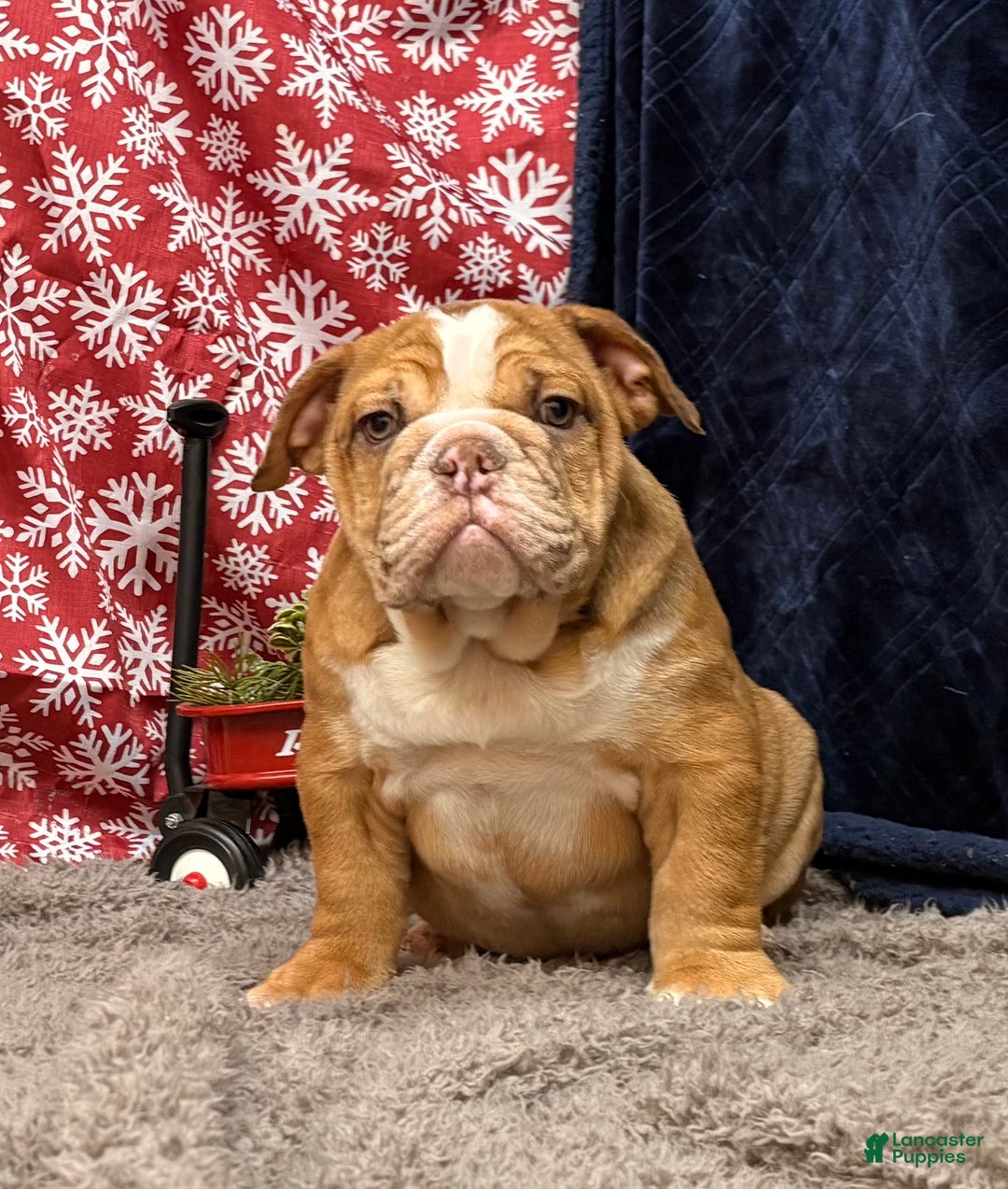 English Bulldog dogs for sale: Nevin - Ad 5