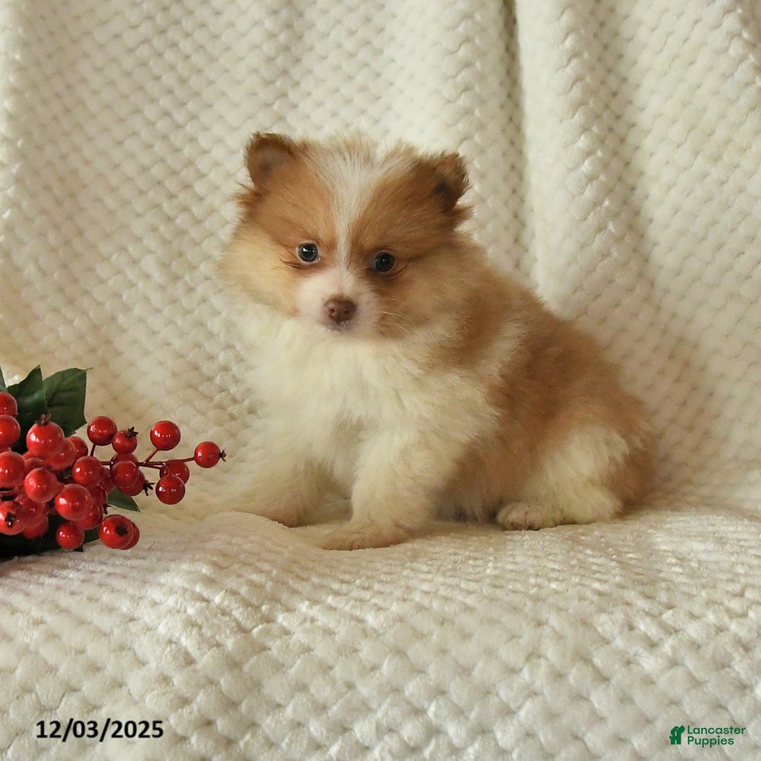 Pomeranian dogs for sale: Pete - Ad 2