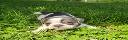 Mixed Breed dogs for sale: Spot - Ad 5