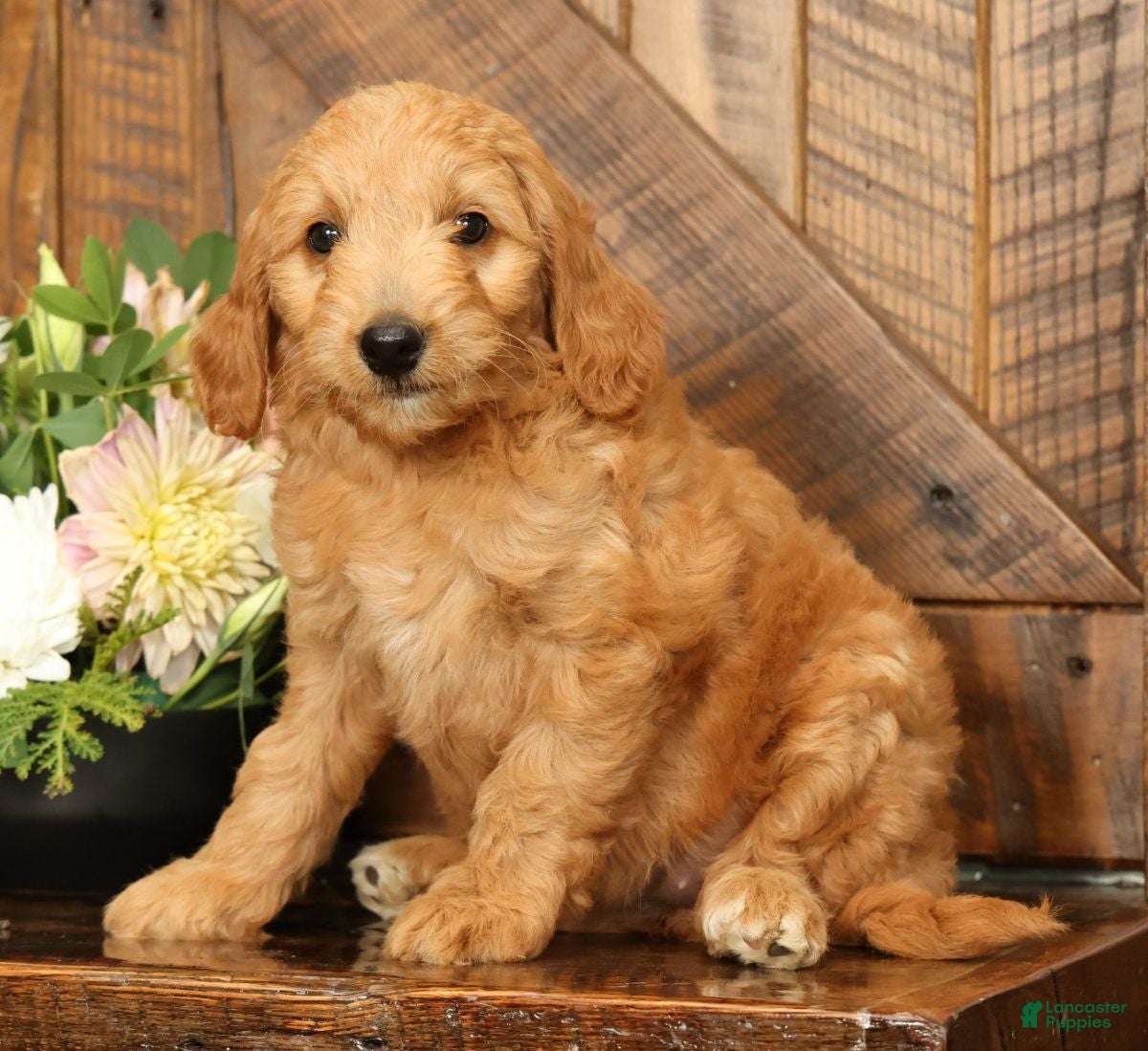Mini Goldendoodle dogs Bella - Ad 1