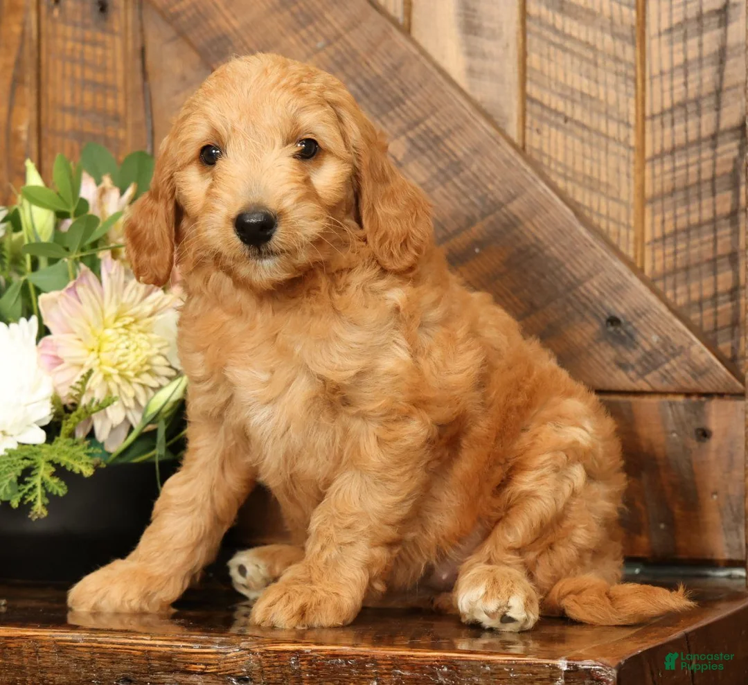 Mini Goldendoodle dogs for sale: Bella - Ad 2