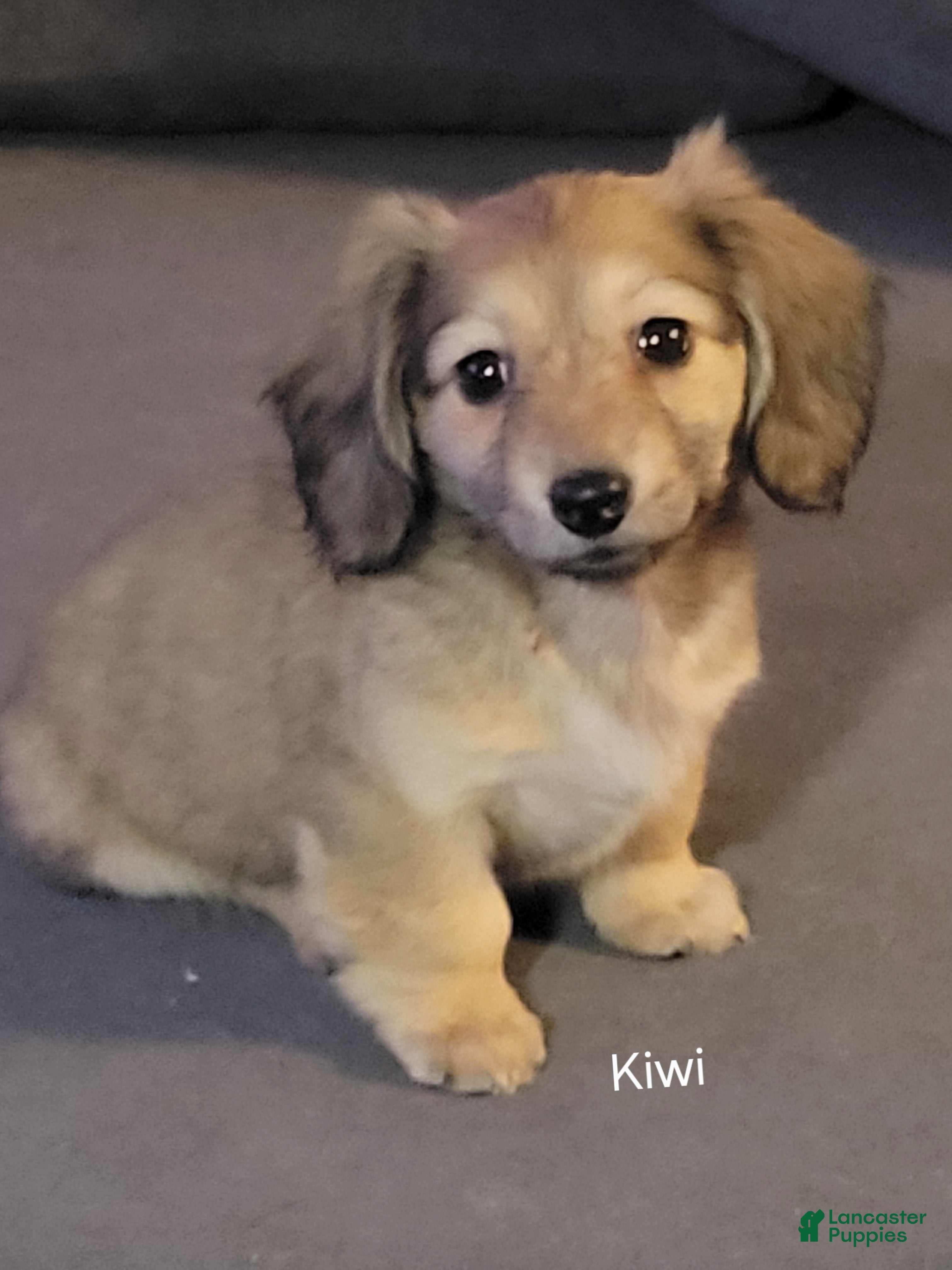 Dachshund dogs Kiwi, shaded cream - Ad 3