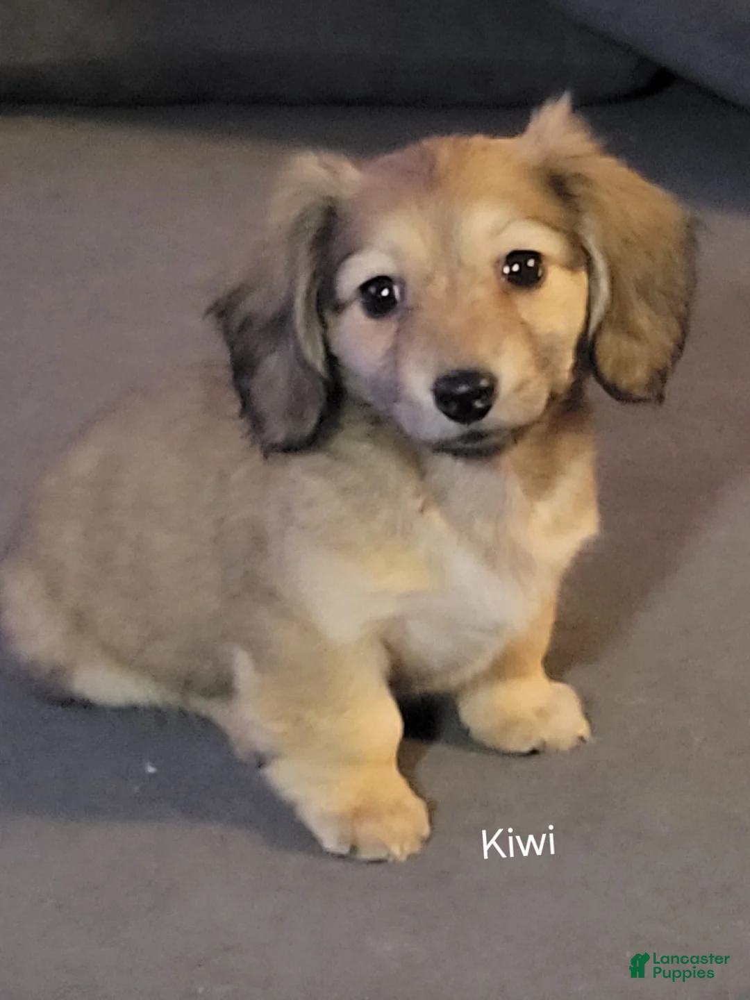 Dachshund dogs for sale: Kiwi, shaded cream - Ad 1