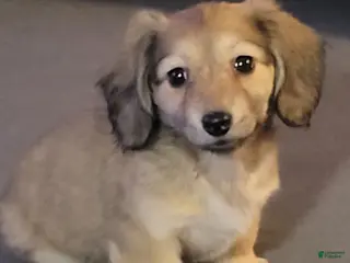 Dachshund dogs Kiwi, shaded cream - Ad 3