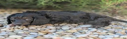 Miniature Dachshund dogs for sale: Coal - Ad 4