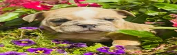 English Bulldog dogs for sale: Roby - 73727 - Ad 3