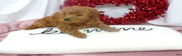 Goldendoodle dogs for sale: Brinn - Ad 3