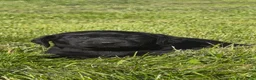 Labrador Retriever dogs for sale: Labrador Retriever Puppy 1 - Ad 3
