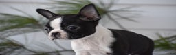 Boston Terrier dogs for sale: Rocket - Ad 8