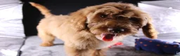 Mini Aussiedoodle dogs for sale: Dora - Ad 12