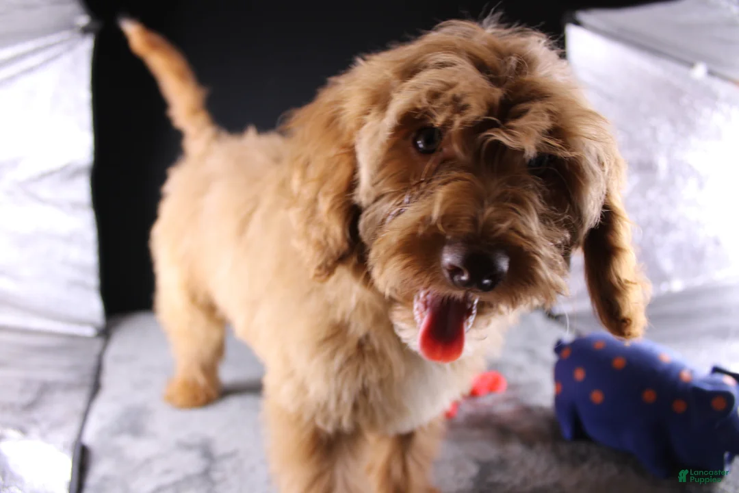 Mini Aussiedoodle dogs for sale: Dora - Ad 12