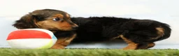 Miniature Dachshund dogs for sale: Natasha - Ad 3