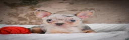 Chihuahua dogs for sale: Phillip - Ad 4