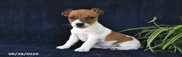 Jack Russell Terrier dogs for sale: Miller - Ad 4