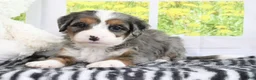 Mini Bernedoodle dogs for sale: Rowen - Ad 3
