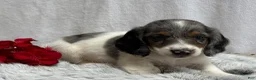 Miniature Dachshund dogs for sale: Marshall - Ad 6